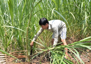 Mô hình chuỗi sản xuất nông nghiệp tuần hoàn gia tăng lợi nhuận