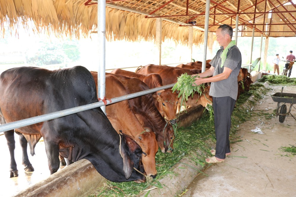 Thái Nguyên thúc đẩy nông nghiệp bền vững và thân thiện với môi trường