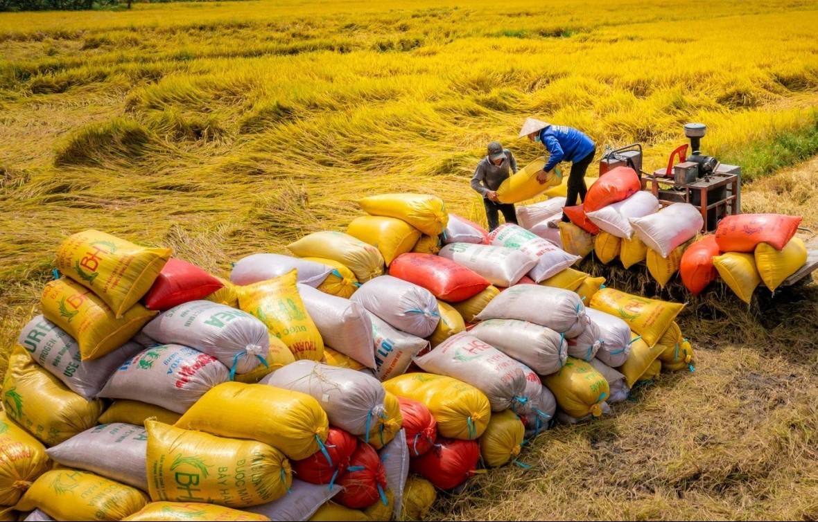 Giá lúa duy trì ở mức ổn định