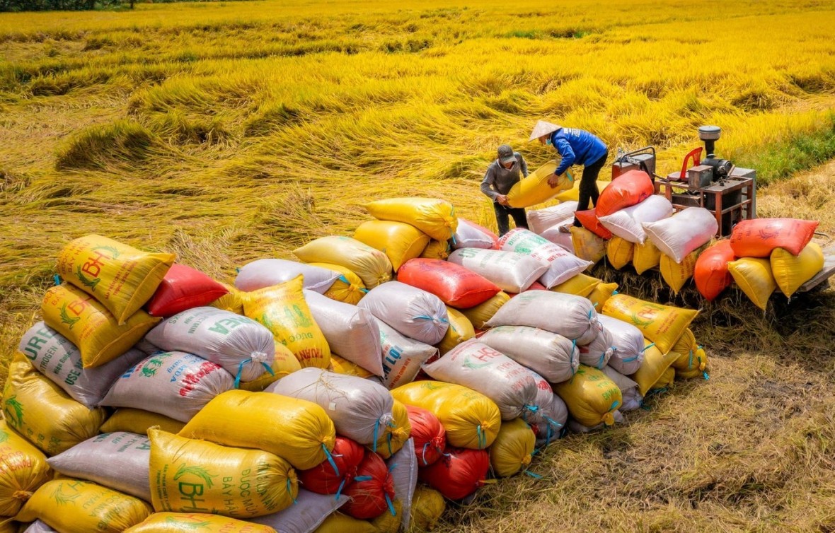 Giá lúa duy trì ở mức ổn định