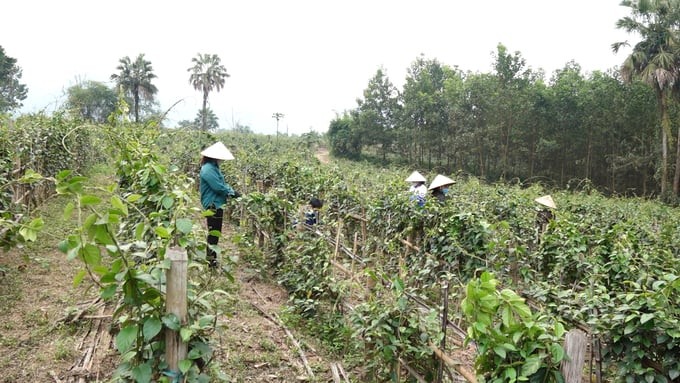 Xây dựng nông thôn mới liên kết chặt chẽ với nông nghiệp hữu cơ