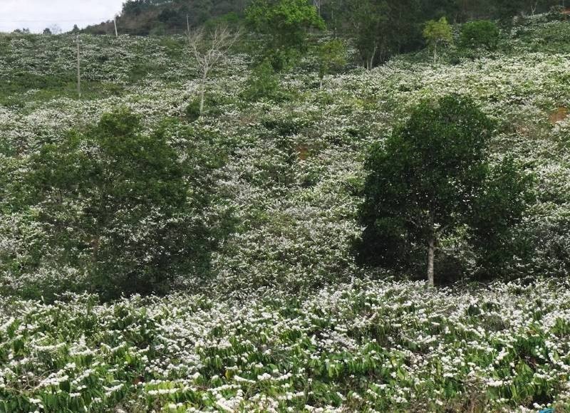 Quy hoạch vùng Tây Nguyên phát triển bền vững, có nền kinh tế xanh, tuần hoàn