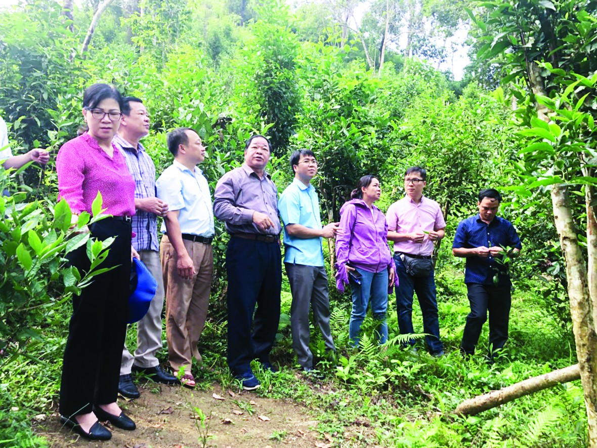 Tuyên Quang: Đến năm 2030 có 30% diện tích gieo trồng rau an toàn