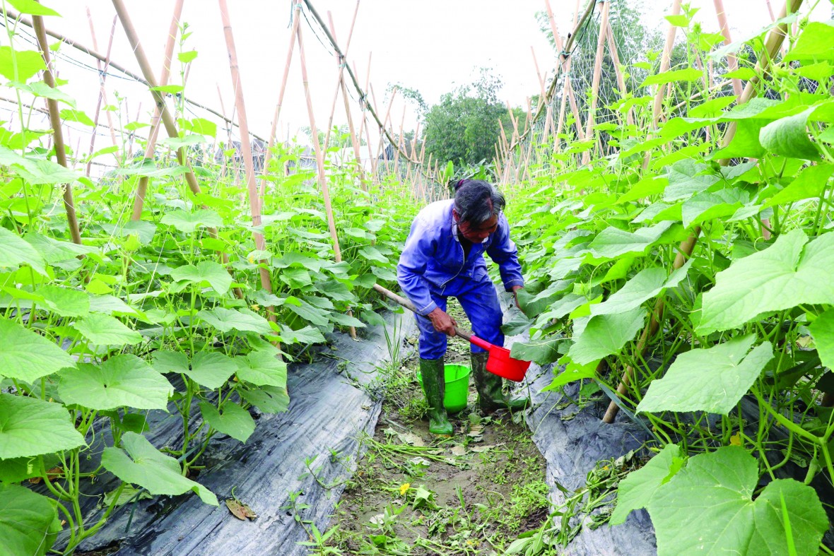 Tuyên Quang: Đến năm 2030 có 30% diện tích gieo trồng rau an toàn