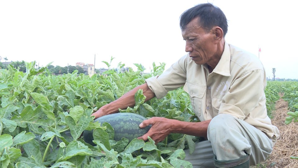 Đa dạng hóa các mô hình sản xuất nông nghiệp tại huyện Tiền Hải, Thái Bình