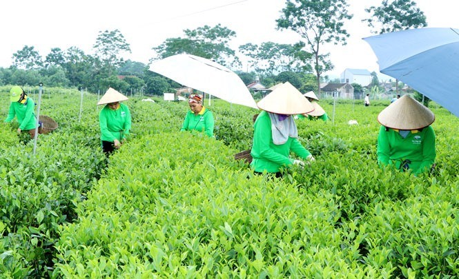 Thúc đẩy đưa Thái Nguyên thành trung tâm chế biến chè