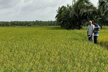 Trà Vinh thực hiện đề án chuyên canh lúa phát thải thấp gắn với tăng trưởng xanh