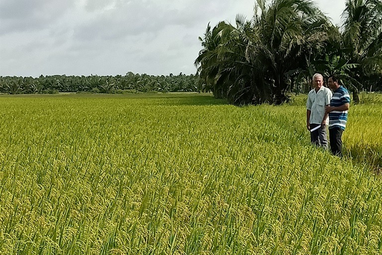 Trà Vinh thực hiện đề án chuyên canh lúa phát thải thấp gắn với tăng trưởng xanh