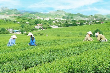 Sơn La đẩy mạnh công nghiệp chế biến nông sản, hướng tới xuất khẩu