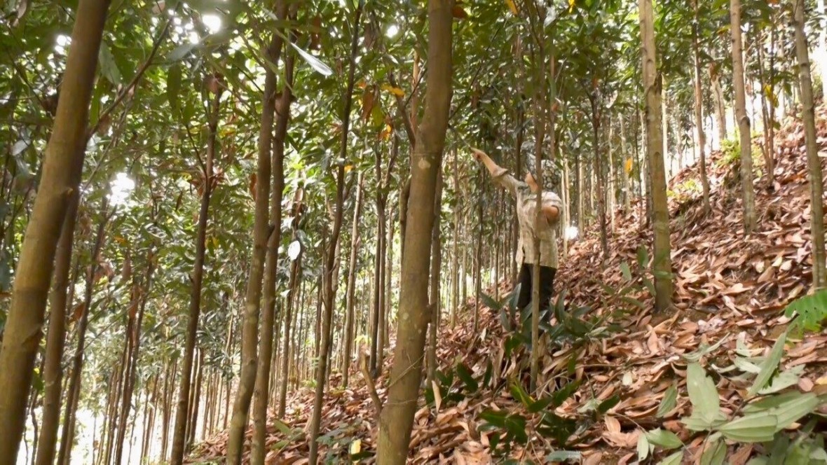 Phát triển cây quế hữu cơ hướng tới vùng nguyên liệu bền vững