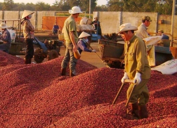 Cà phê Arabica "lội ngược dòng" ngoạn mục, Robusta chìm sâu