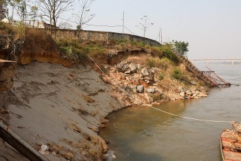 Phú Thọ: Sạt lở bờ sông Đà nhấn chìm hàng loạt hoa màu