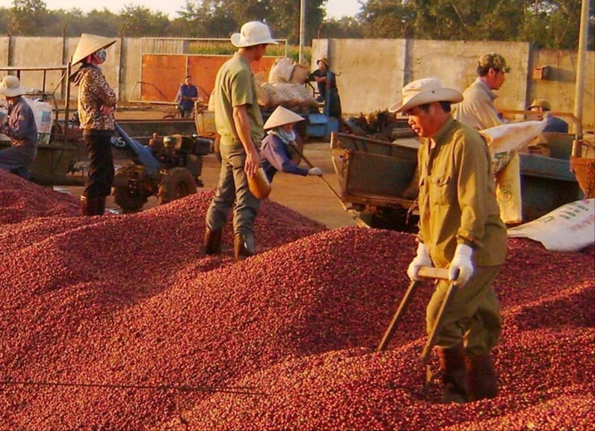 Cà phê Arabica 