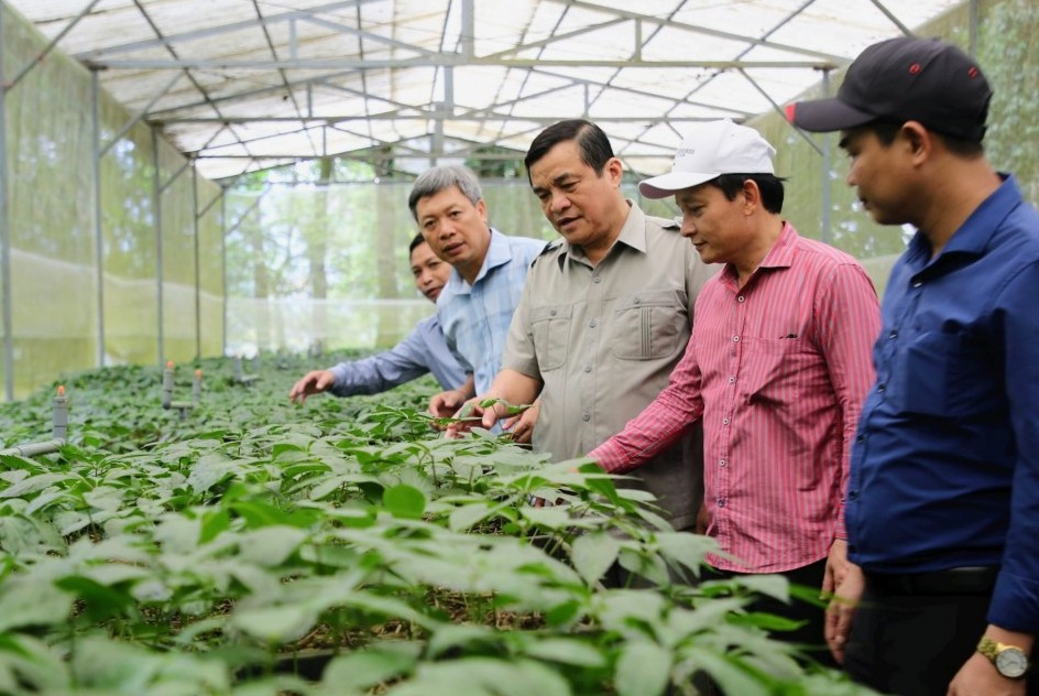 Quảng Nam: Hình thành Trung tâm công nghiệp dược liệu với sâm Ngọc Linh