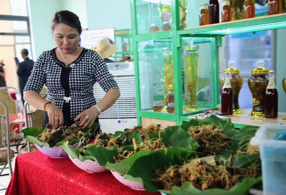 Quảng Nam: Hình thành Trung tâm công nghiệp dược liệu với sâm Ngọc Linh