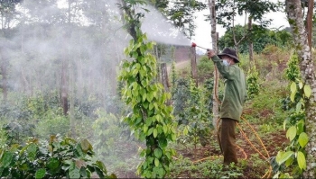 Đắk Nông: Ngành vật tư nông nghiệp "hái ra tiền"