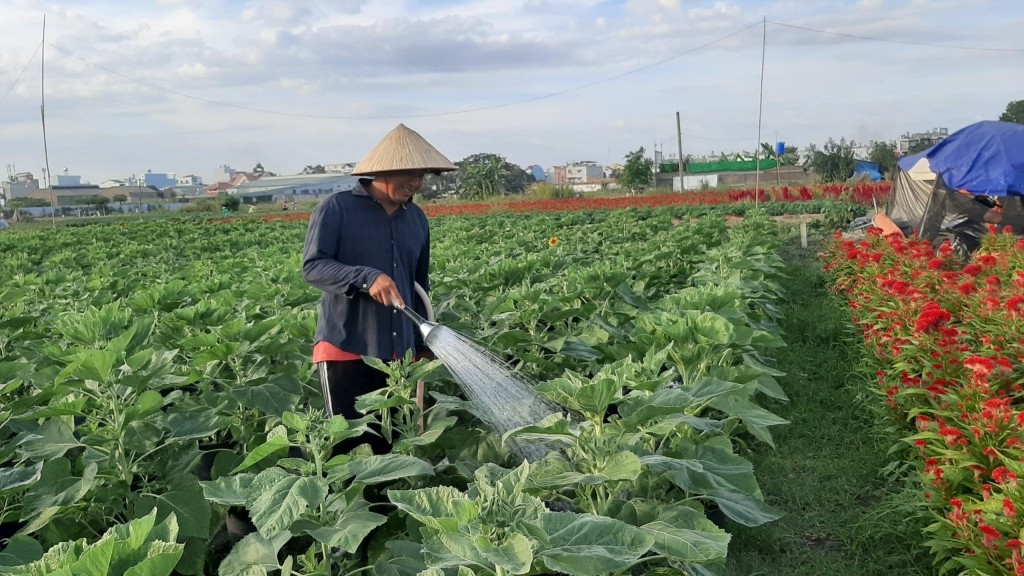 Nông nghiệp TP.HCM: Điểm mờ nhạt trong bức tranh tăng trưởng kinh tế