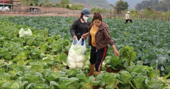 Mộc Châu vươn mình thành "thủ phủ" rau sạch công nghệ cao