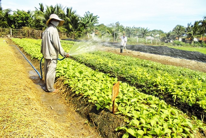 Nông nghiệp Khánh Hòa vững vàng vượt khó