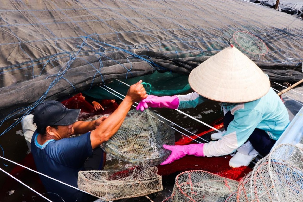 Giá tôm thương phẩm lao dốc, người nuôi Bà Rịa - Vũng Tàu điêu đứng