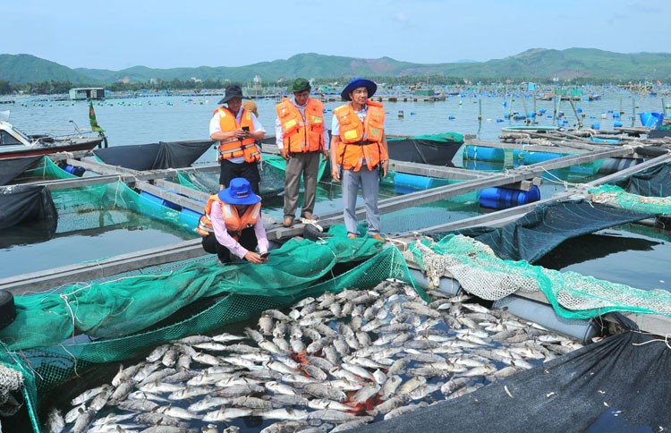 Ô nhiễm nguồn nước: Thủ phạm gây chết hàng loạt tôm hùm và cá ở Xuân Cảnh, Phú Yên