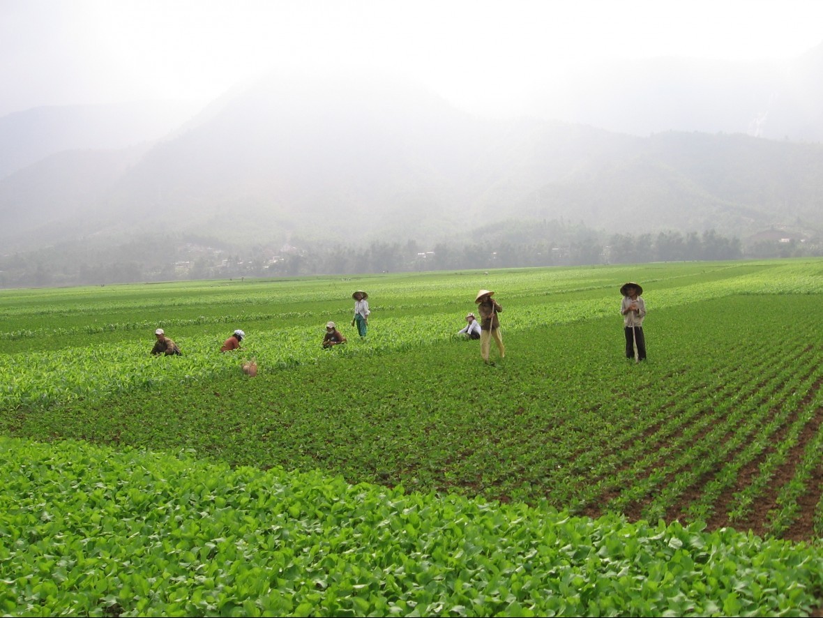 Thuế đất nông nghiệp tăng, nông dân Quảng Nam tìm lối đi giữa khó khăn