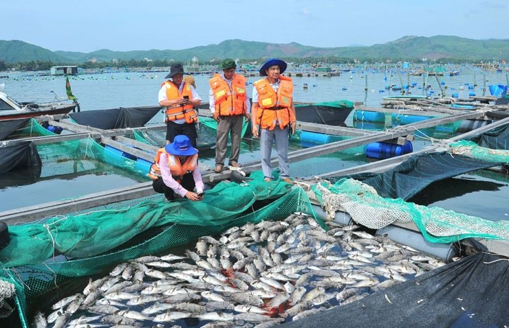 Ô nhiễm nguồn nước: Thủ phạm gây chết hàng loạt tôm hùm và cá ở Xuân Cảnh, Phú Yên