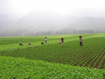 Thuế đất nông nghiệp tăng, nông dân Quảng Nam tìm lối đi giữa khó khăn