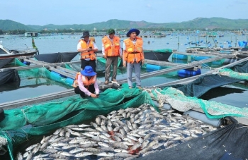 Ô nhiễm nguồn nước: Thủ phạm gây chết hàng loạt tôm hùm và cá ở Xuân Cảnh, Phú Yên