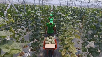 TP.HCM: Thúc đẩy nông nghiệp công nghệ cao, đột phá cho tương lai xanh