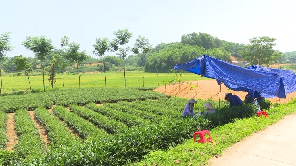 Huyện Phú Lương, Thái Nguyên tiên phong trong sản xuất nông nghiệp xanh