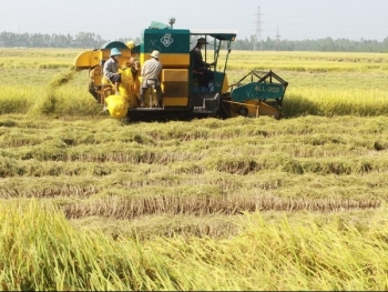 Nông nghiệp An Giang 2024 tăng trưởng trong khó khăn