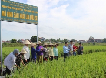 Thái Nguyên tiên phong trong cuộc "cách mạng xanh" với mô hình lúa hữu cơ