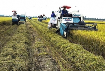 Cần Thơ đột phá mô hình canh tác lúa bền vững, hiệu quả cao