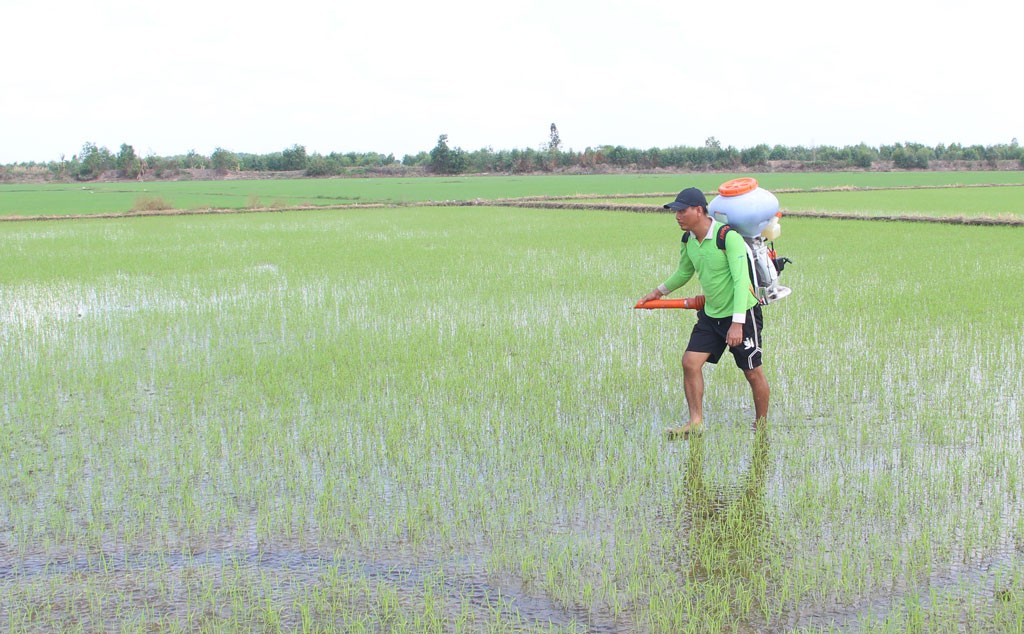 Long An khuyến cáo nông dân thận trọng với vụ lúa hè thu 2024