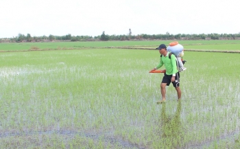 Long An khuyến cáo nông dân thận trọng với vụ lúa hè thu 2024