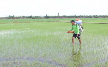 Long An khuyến cáo nông dân thận trọng với vụ lúa hè thu 2024