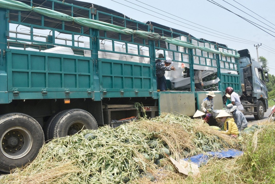 Dưa hấu hữu cơ Phú Ninh: Mô hình liên kết cho nông dân lãi lớn