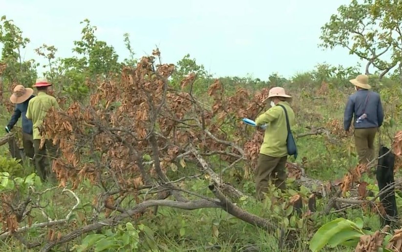 Đắk Lắk đẩy mạnh công tác bảo vệ rừng