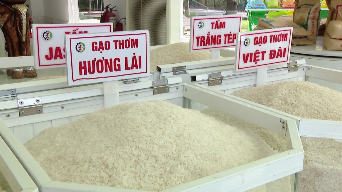 Giá lúa gạo tiếp tục đi ngang