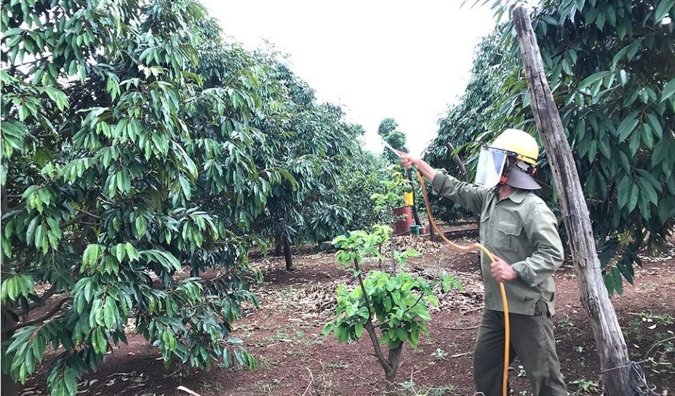 Đắk Nông: Hướng đến mô hình trồng sầu riêng dùng thuốc bảo vệ thực vật an toàn