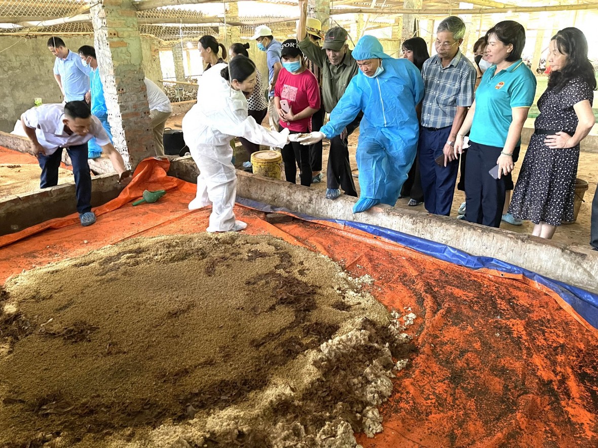 Nhân rộng chăn nuôi gà thịt bản địa theo mô hình hữu cơ