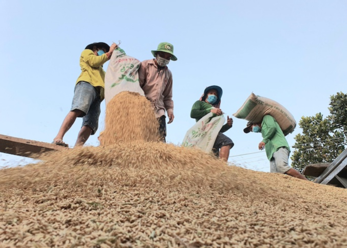 Giá lúa gạo ngày 16/7: Trầm lắng do thời tiết thất thường