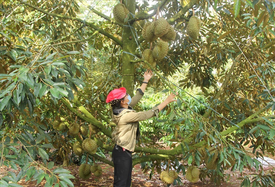 Đắk Lắk: 8 dự án về nông nghiệp trọng điểm thu hút đầu tư đến năm 2025
