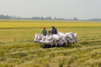 Kiên Giang: Đột phá trong sản xuất lúa chất lượng cao, phát thải thấp