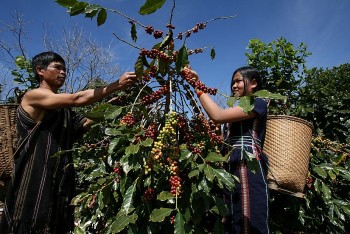 Cuộc chạy đua lập bản đồ trang trại: Nông dân nhỏ lẻ có nguy cơ bị loại khỏi EU