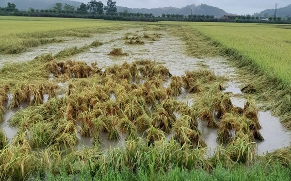 Hà Nam chìm trong biển nước, nông dân mất trắng mùa màng