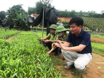 Hữu Lũng: Nâng cao chất lượng sản xuất giống cây lâm nghiệp