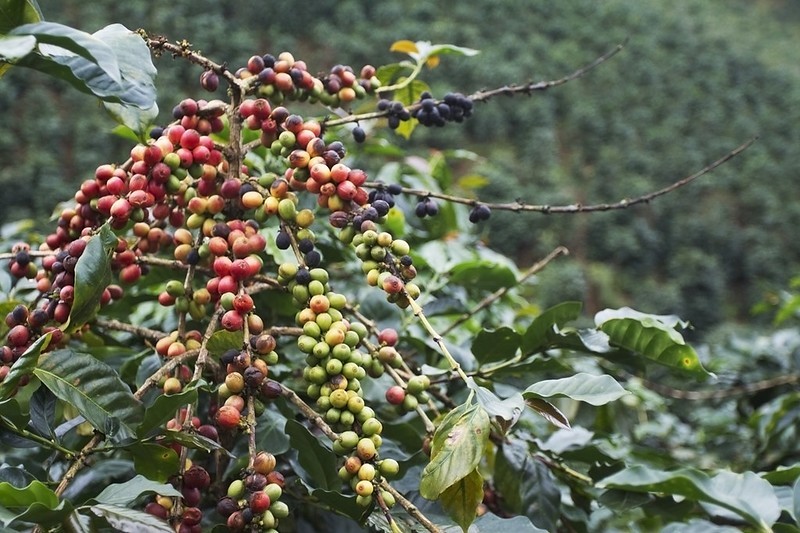 Cà phê Sơn La "thay áo mới" nhờ mô hình tái canh Arabica