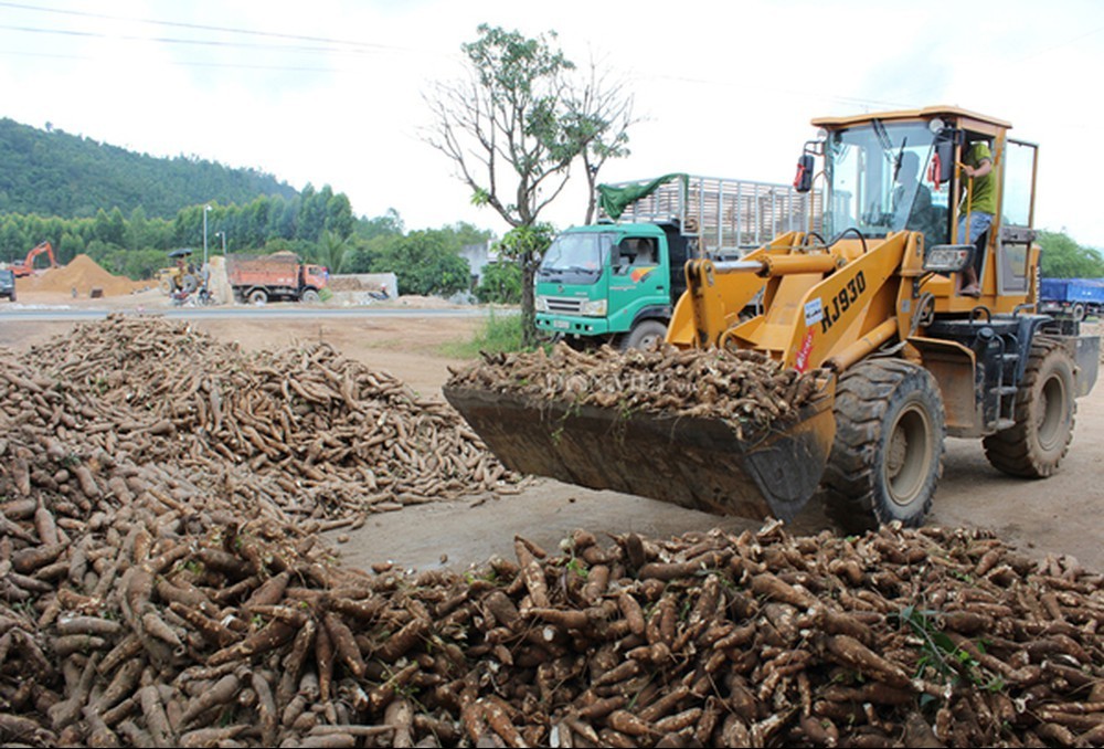 Xuất khẩu sắn Việt Nam: Giá tăng, sản lượng giảm